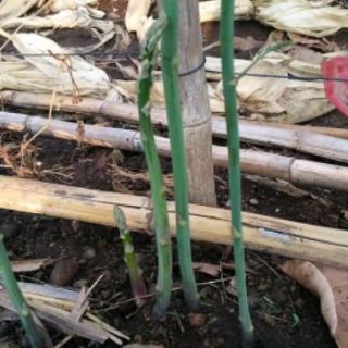 gốc măng tây lớn