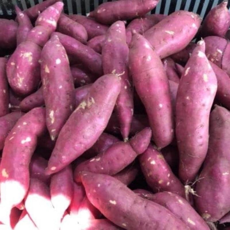 1Kg Khoai lang giống mới bở và ngon - hàng tươi mỗi ngày