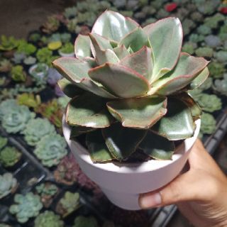 Sen đá size 10.5cm
