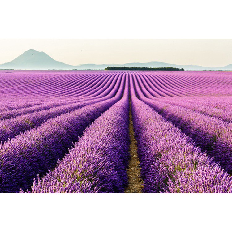 Gói 50 hạt giống hoa oải hương, lavender tím, tặng kích mầm