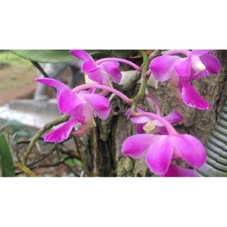 lan quế tìm 35k/bó ( bó 3cây)