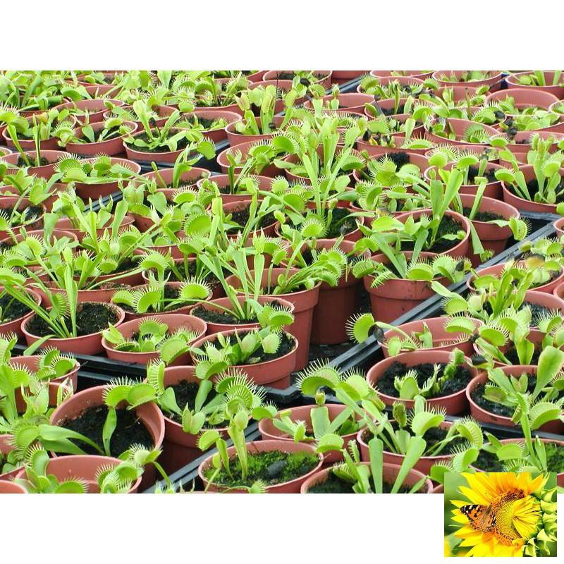 Hạt giống cây bắt côn trùng