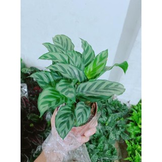 Chậu đuôi công xanh lá nhỏ