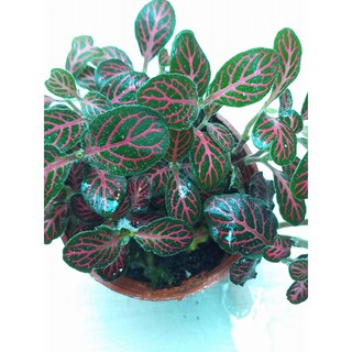 Lá may mắn loại mới