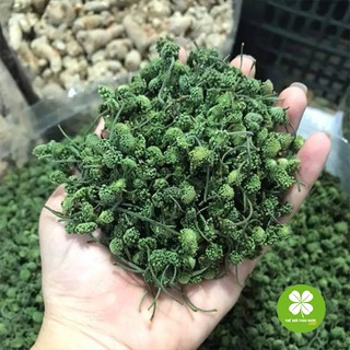 Nụ hoa tam thất gói 1kg - TD068