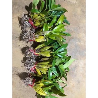 Lan Hoàng lạp hoa siêu đẹp, dễ chăm sóc