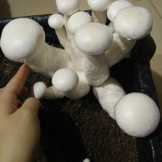Bịch nấm giống hoàng đế