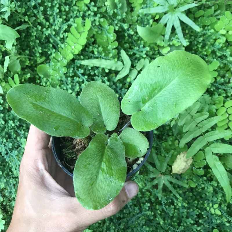 Dương xỉ Hemionitis Arifolia