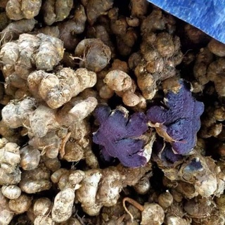 GỪNG ĐEN TƯƠI LOẠI 1