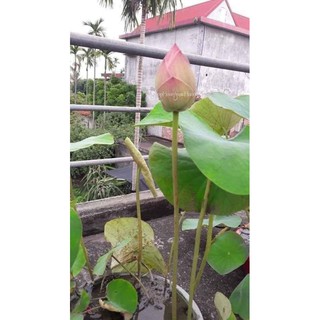 hạt giống sen bách diệp