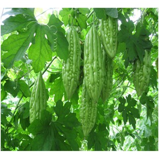 Hạt giống Mướp đắng - Rau củ quả trồng tại vườn, sân thượng, nông trang, ban công