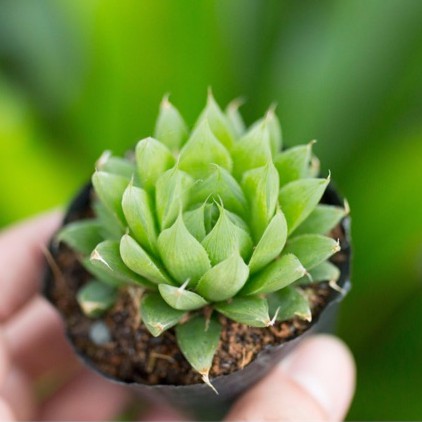 Sen đá dạ quang 5-7cm