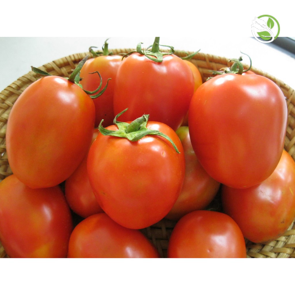 Hạt Giống Cà chua F1 siêu kháng bệnh PN-209 Phú Nông- Gói 0.1gr