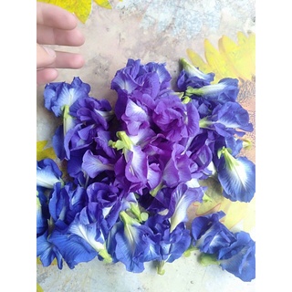 20 Hạt Giống Hoa Đậu Biếc Kép