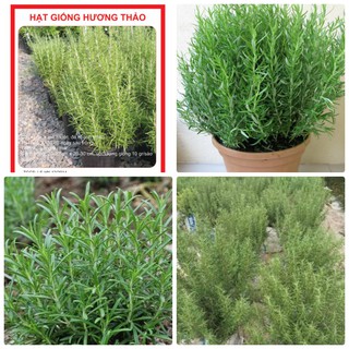 Hạt giống cây hương thảo hương thảo - cây đuổi muỗi
