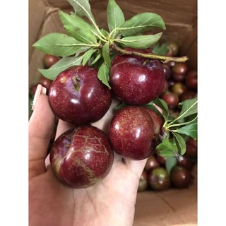 Cây giống Mận Hậu, mận Tam Hoa