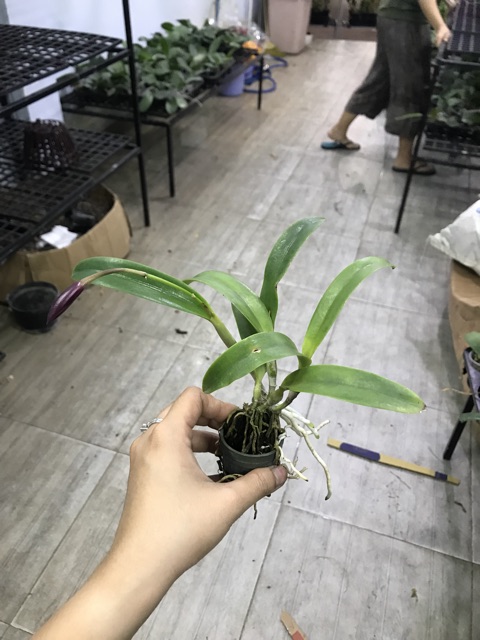 Cattleya Mini Cánh Sáp