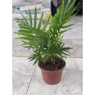 Cau Tiểu Trâm