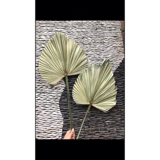 lá cọ khô decor