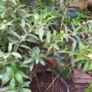 Cây ổi sẻ(ổi nhật) cây đẹp.