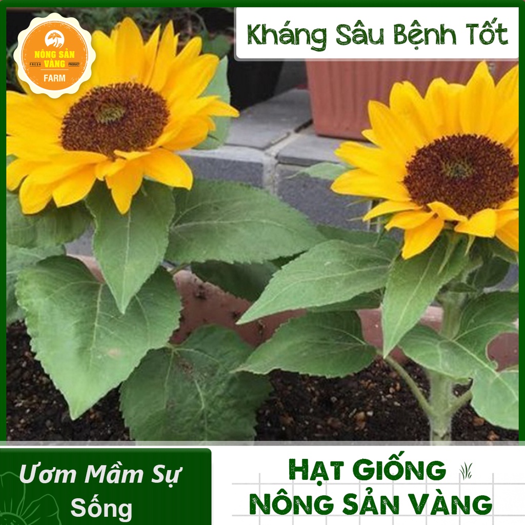 Hạt giống Hoa Hướng Dương Vàng Lùn ( Gói 30 Hạt ) - Nông Sản Vàng