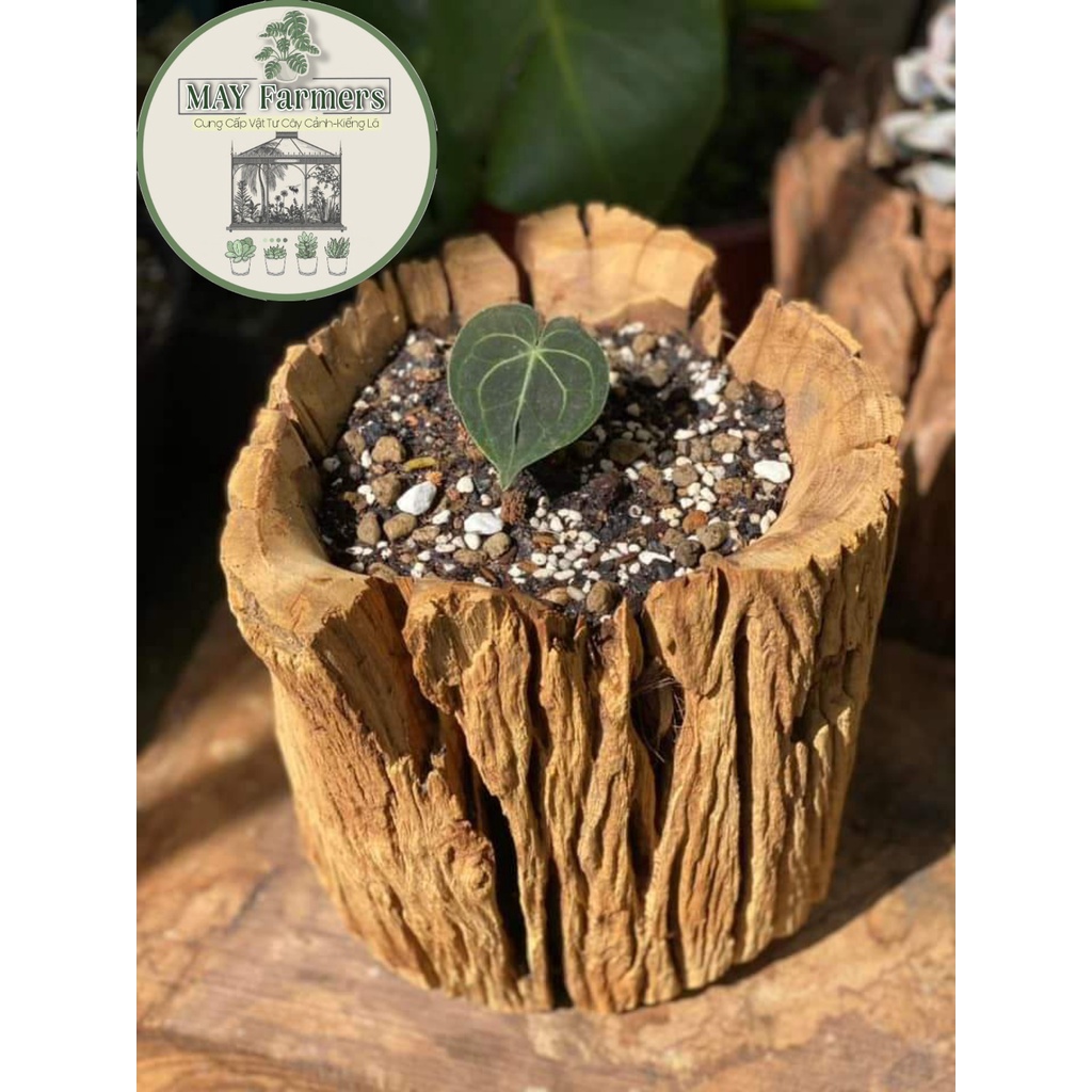 ĐÁ PERLITE - ĐÁ TRÂN CHÂU size 3-6mm