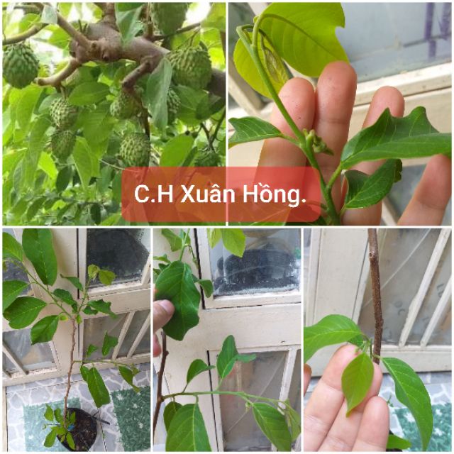 Chậu cây na thái không hạt, cây đẹp cao 80- 100cm