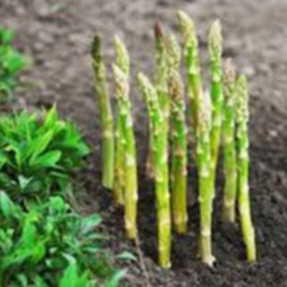 20 HẠT GIỐNG MĂNG TÂY XANH