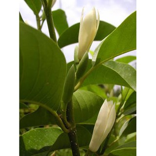 Cây Hoa Ngọc Lan Đang Có Hoa