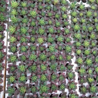 Cây sen đá vỉ các loại