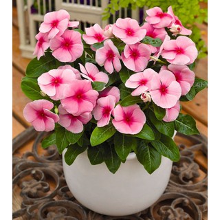 Hạt giống hoa dừa cạn mix 50 hạt