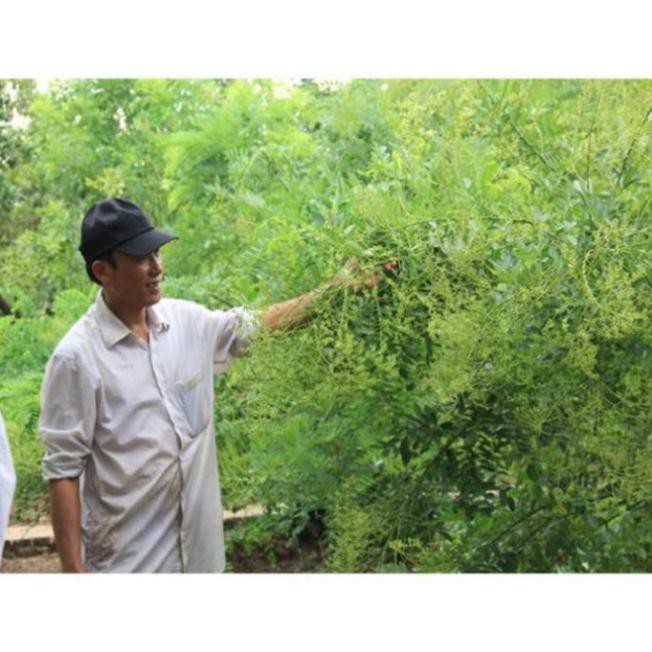 Cây Giống Hòe Nếp Cao Sản