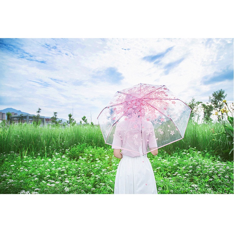 Dù che mưa trong suốt họa tiết hoa anh đào phong cách nhật hàn dễ thương