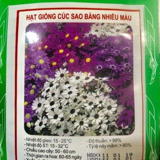 HẠT GIỐNG HOA CÚC SAO BĂNG NHIỀU MÀU