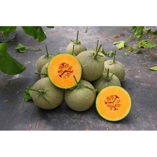 HẠT DƯA LƯỚI F1-501 RUỘT VÀNG CAM - GÓI 1 GRAM