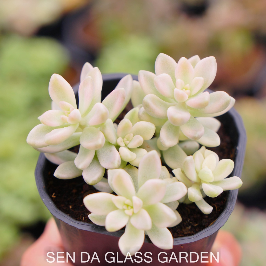 Sen đá kim tuyến var  7cm  GLASS GARDEN giống hình, khỏe, dễ trồng