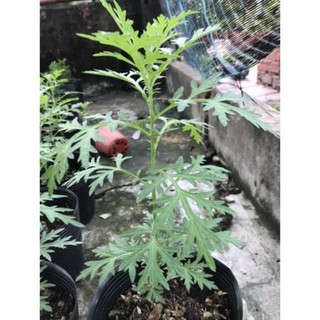 Cây Ngãi Cứu (cây thuốc cứu)