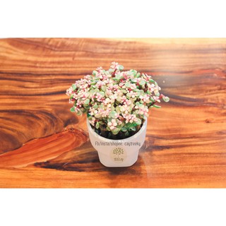 Sen đá đô la hồng