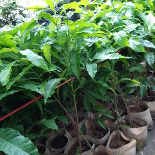 Vú sữa hoàng kim cây hạt cao 1m