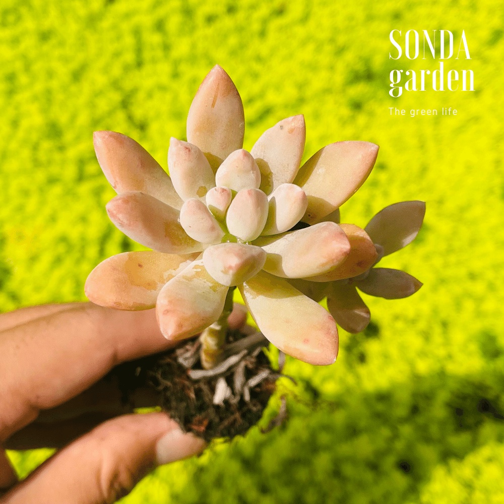 Sen đá pha lê cổ thụ SONDA GARDEN size mini 2.5-4cm, cây cảnh trang trí nhà cửa, lỗi 1 đổi 1