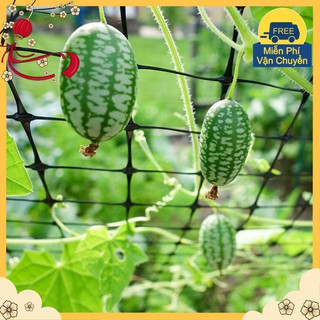 Hạt Giống Dưa Hấu Mini