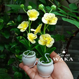 Hoa Đất Sét Mini- Lan Vanda 12cm