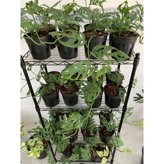 Monstera andansonii var andansonii (Trầu bà lỗ variants)