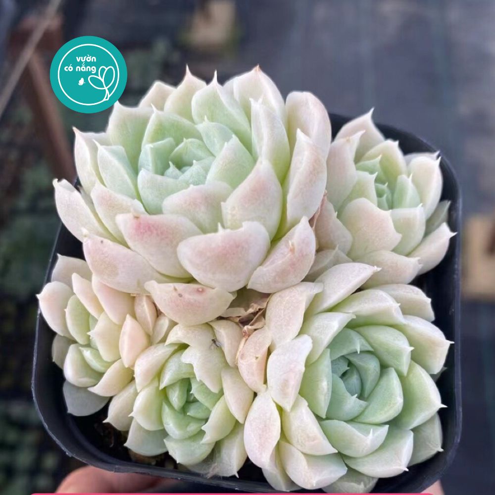 Sen đá Trăng Hồng | Echeveria White Moon Shadow vườn Hàn