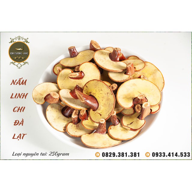 NẤM LINH CHI ĐỎ ĐÀ LẠT | BigBuy360 - bigbuy360.vn