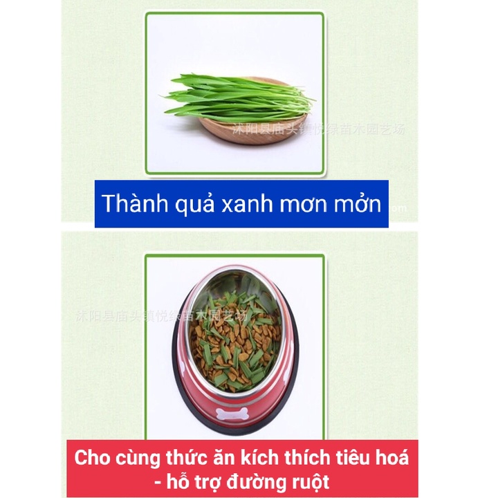 Bộ Kit Tự Trồng Cỏ Mèo Tươi Siêu Dễ Bằng Đất Dinh Dưỡng Pha Lê An Toàn HOT NHẤT hiện nay
