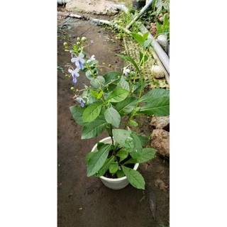 Cây Hoa Thanh Điệp(chưa có hoa .tặng kèm phân bón)
