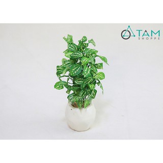 Chậu cây xanh để bàn lá sọc nhí số 72