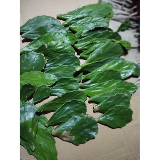 10 lá xương rồng tai thỏ giống