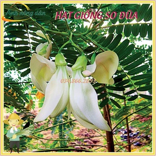 Hạt giống cây so đũa 100g cây sinh trưởng nhanh, dễ trồng dinh dưỡng và chất xanh cao